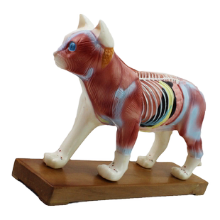 ENOVO颐诺猫针灸模型 宠物医院 兽医学习动物解剖模型猫咪模型动物针灸高职畜牧专业 猫肌肉血管神经解剖上海