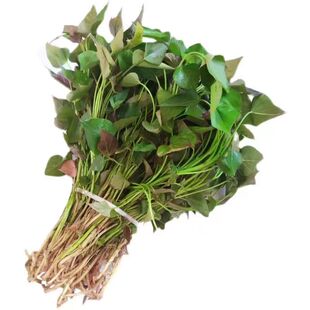 山东新鲜黄心红薯种植苗白番薯地瓜秧子烟薯25红苕尖高产板栗山芋