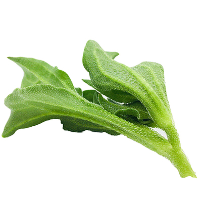 非洲水晶栽培蔬菜种子