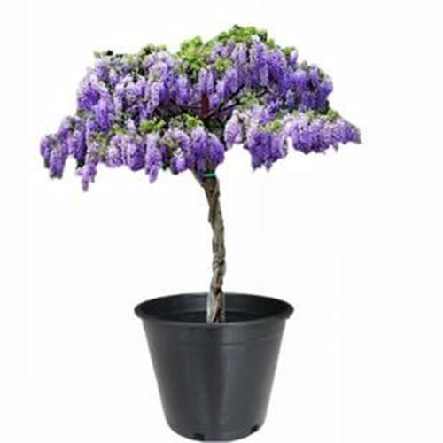 紫藤花苗丰花长穗爬藤植物耐寒紫藤萝阳台庭院围墙攀援花卉好