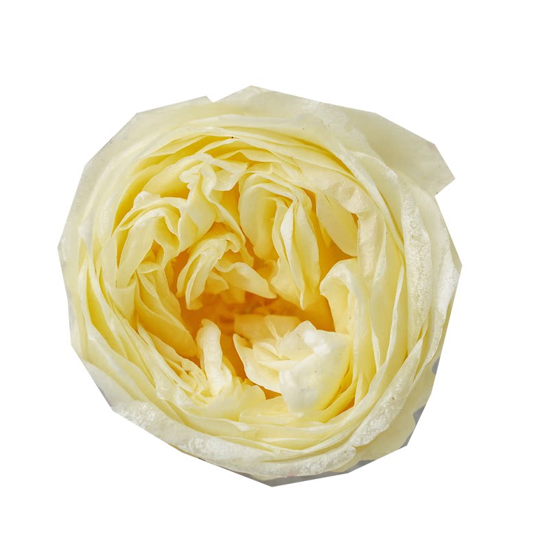 A级奥斯汀玫瑰花3cm永生花4cm新