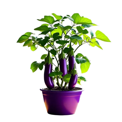 四季原生茄子苗黑紫红长茄圆茄蔬菜苗辣椒苗秧苗带土本地嫁接茄瓜