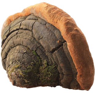 长白山野生桑黄 火木层孔菌 堪比桑树桑黄灵芝 松树桑黄整枝250g