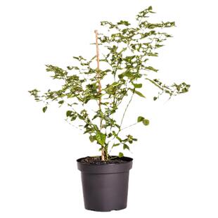 查拉皮塔红辣椒种子稀有柑橘果香迷你超高产传家宝春秋阳台盆栽