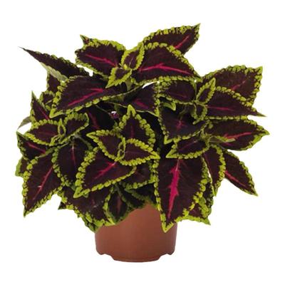 彩叶草花卉植物盆栽紫色四季庭院