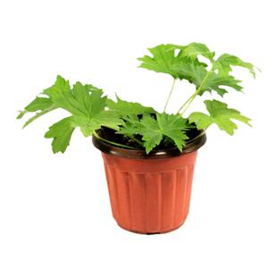 花卉紫花地丁种子早春开花田地丁少花狭叶蓝花盆栽甜地丁种子