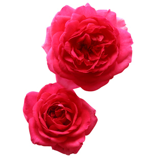 天狼月季 大游行 多季粉色强香大花攀爬围墙大型藤本月季盆栽苗