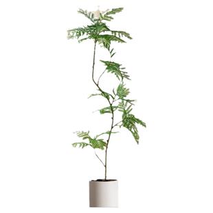 蓝花楹绿植大型真树盆栽老桩客厅植物室内沙发旁网红造型四季花卉