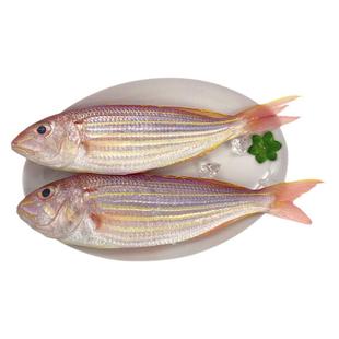 新鲜红杉鱼冰鲜金线鱼海钓金丝鱼冷冻金红三鱼海捕4斤海鲜红衫鱼