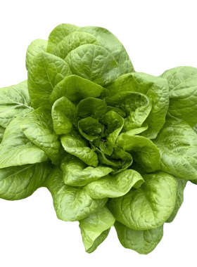沙拉菜种子汉斯沙拉菜种籽耐高温夏季秋播种阳台盆栽农家蔬菜种子