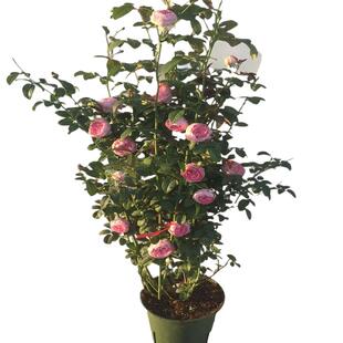 爬藤月季蔷薇花苗大花浓香庭院藤本花卉植物阳台盆栽玫瑰爬墙四季