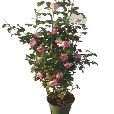 桂之苑爬藤大月季带花苞发货