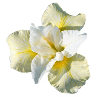 西伯利亚鸢尾裸根苗进口虹越花园庭院耐寒宿根花卉植物根花苗预卖