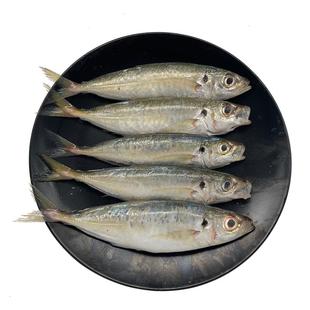 北海巴浪鱼新鲜冷冻深海鱼棍子鱼池鱼活鱼杀好去内脏海鲜大竹荚鱼