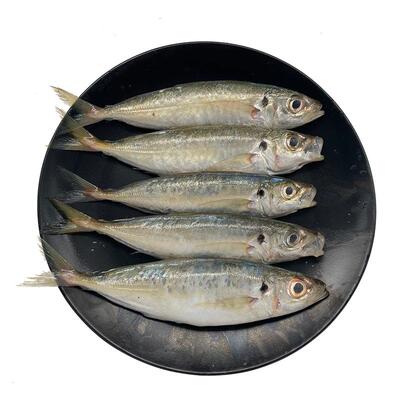 北海巴浪鱼新鲜冷冻深海鱼棍子鱼池鱼活鱼杀好去内脏海鲜大竹荚鱼