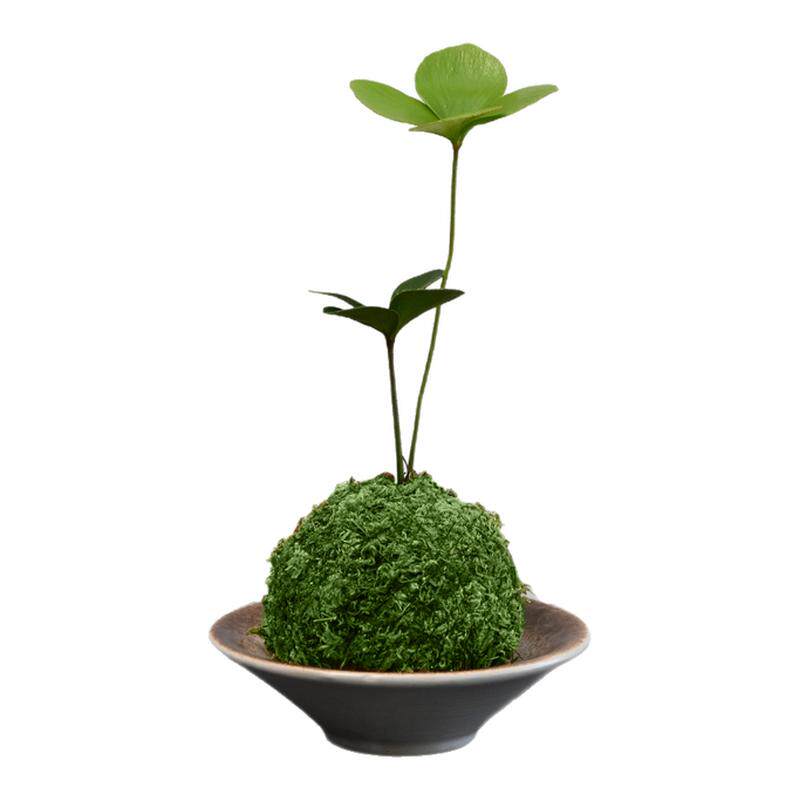墨西哥铁苔藓球桌面绿植易养