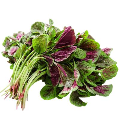 紫红四季阳台盆栽出芽率苋菜种子