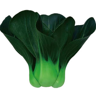 甜糯黑大头青菜种子耐寒苏州青种子黑油菜种籽上海青蔬菜种子秋冬