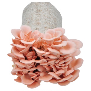 口蘑种植菌包白磨菇菌菇蘑菇种植包菌包蘑菇种子香菇种植蘑菇菌种