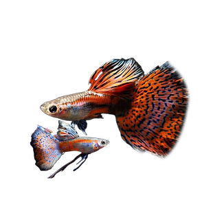 红草尾孔雀鱼鱼苗观赏鱼活体热带小型淡水好养耐活斑马小鱼