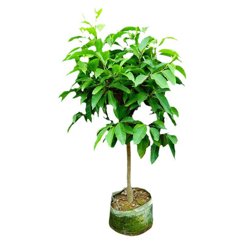 白兰花白玉兰花四季常青