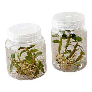 塑料组培瓶240ML270ML350ML500ML 耐高温组培容器广口瓶 透气盖
