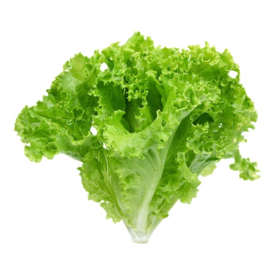 精选生菜苗带土秧苗基地直发