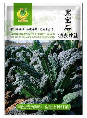 可食用种孑凤鸣雅世羽衣甘蓝四季