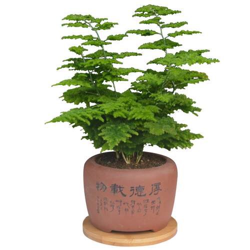 文竹盆栽桌面绿植盆栽花卉阳台好养盆景造型爬藤办公室植物微景观