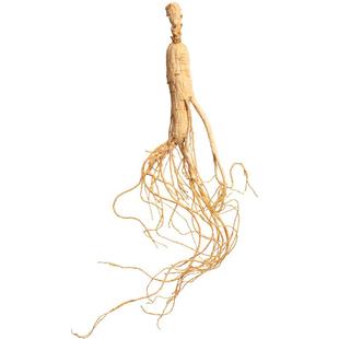 林下参山参长白山整枝人参生晒干参正品礼盒人参林下山参泡酒煲汤