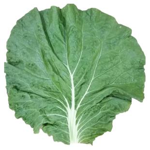 大白菜叶子葱 农家饭包白菜叶蘸酱小菜打饭包白菜叶新鲜臭菜顺丰