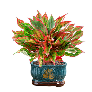 万年红盆栽大盆吉利红如意红掌室内好养客厅旺宅绿植物蛇年宵花卉