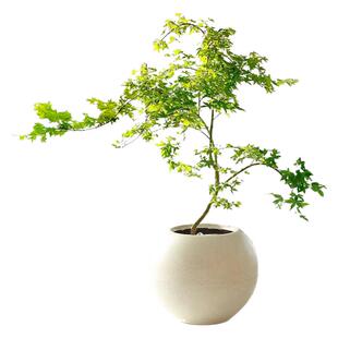 黄金流泉枫盆栽树苗室内办公室大型绿植花卉盆景书房造型禅意植物