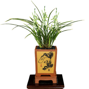 老种四季建兰金线艺铁骨锦旗素心花带花白雪公主浓香好养室内花卉