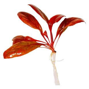 极乐鸟红宝石椒草稀有水草缸水兰宫廷水下叶淡水鱼缸造景南美水族