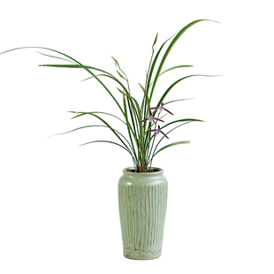 细叶寒兰中式桌面盆栽高端兰花国兰带盆栽好书房客厅茶室办公室花