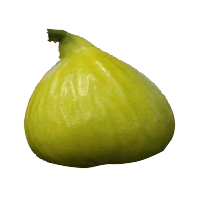 森农哥无花果不打激素催果更好养