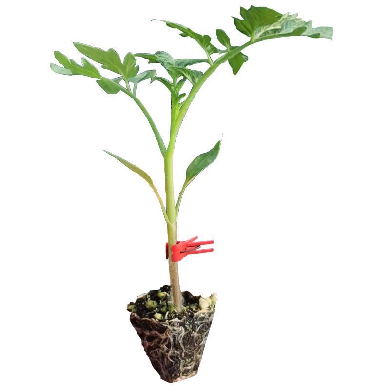 黄瓜甜瓜西瓜茄子番茄砧木种子