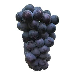 顺丰东北巨峰葡萄辽峰多汁多水一口爆汁孕妇水果黑提5斤包邮