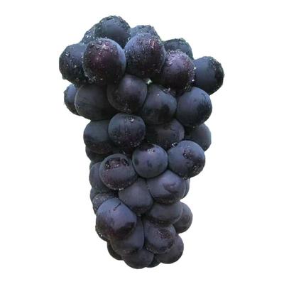 巨峰葡萄孕妇水果巨峰葡萄