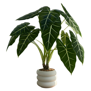 绿天鹅绒海芋植物盆栽老桩室内真绿植客厅阳台观叶植物 顺丰包邮