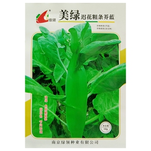绿领美绿迟花粗条芥蓝种子粗茎中早熟脆嫩茎用芥兰春秋播种籽10克