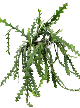 花与花器鱼骨令箭昙花垂吊绿植