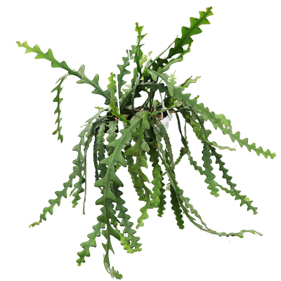 花与花器鱼骨令箭昙花垂吊绿植