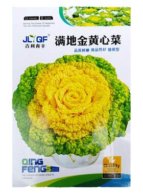 黄心种子乌塌菜种籽冬天秋冬季