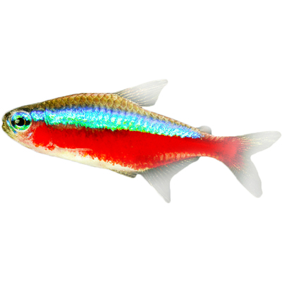 宝莲灯鱼小型热带淡水观赏鱼