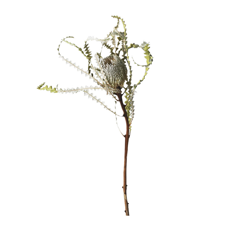 久伴侘寂天然真花干花永生花花束插花客厅餐桌桌面装饰摆件高级感