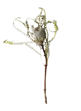 天然风干真花干花永生花花束法式