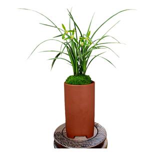 翁源兰花苗正品春兰线艺细叶皎月翠荷带花浓香好养室内绿植卉盆栽