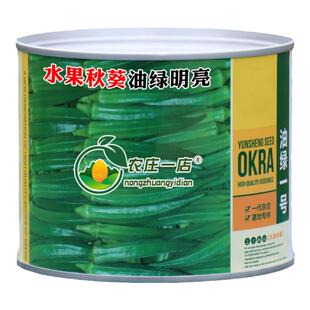 油绿一号水果秋葵种籽高产耐老化黄秋葵种子果长采收期长基地专用